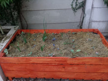 Load image into Gallery viewer, Planter Box Starter