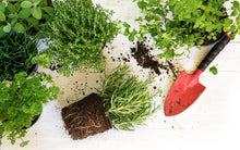 Load image into Gallery viewer, Planter Box Starter